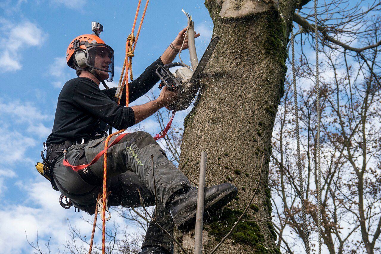 Arborist roped in and cutting on a tree trunk