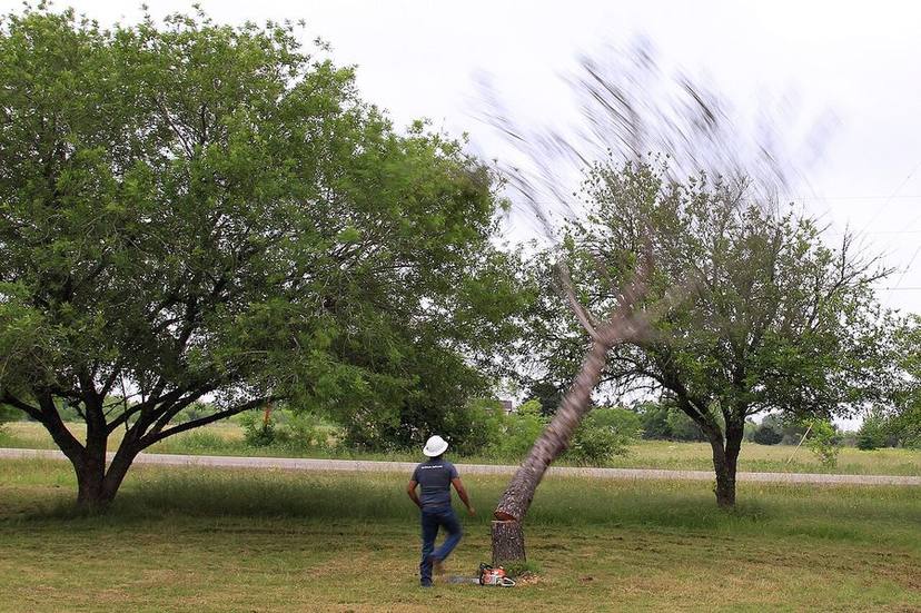 Tree Removal