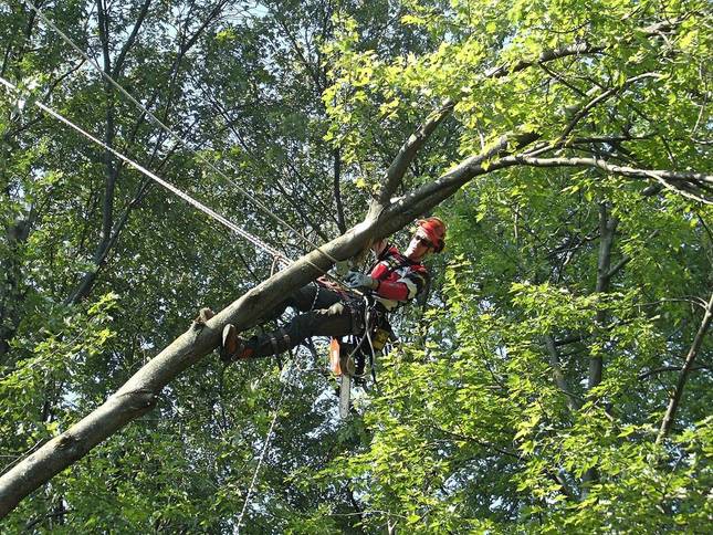 Climber working high in a leafy canopy