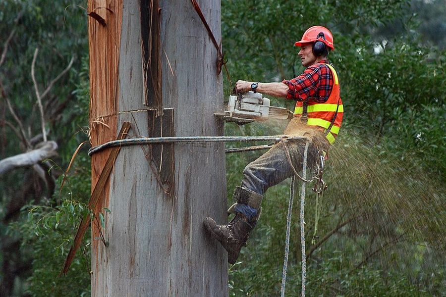 Arborist with a chainsaw on a tall spar