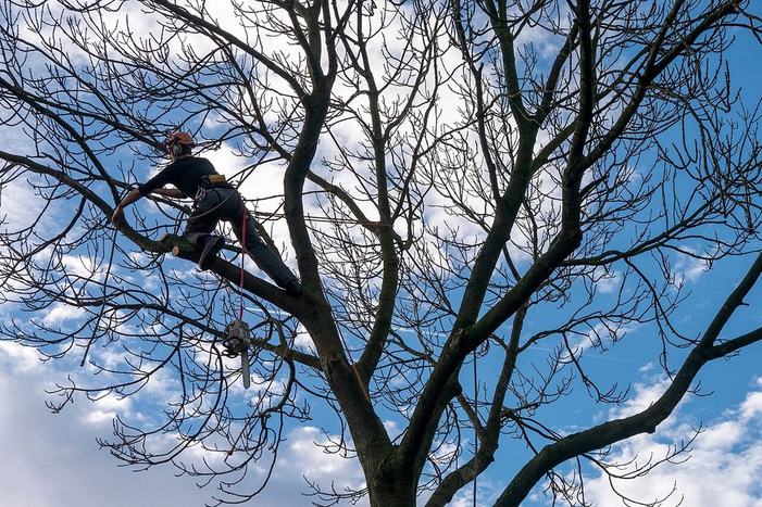 Climber pruning a bare winter tree