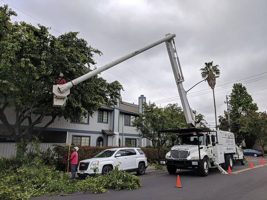 Crane truck lifting limbs from a yard