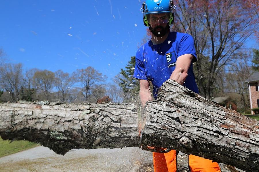 Crew member carrying a cut log