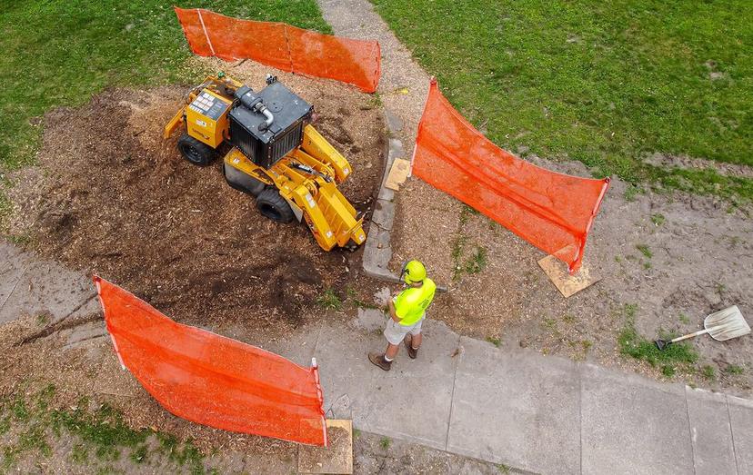 Stump grinder at work behind safety fencing